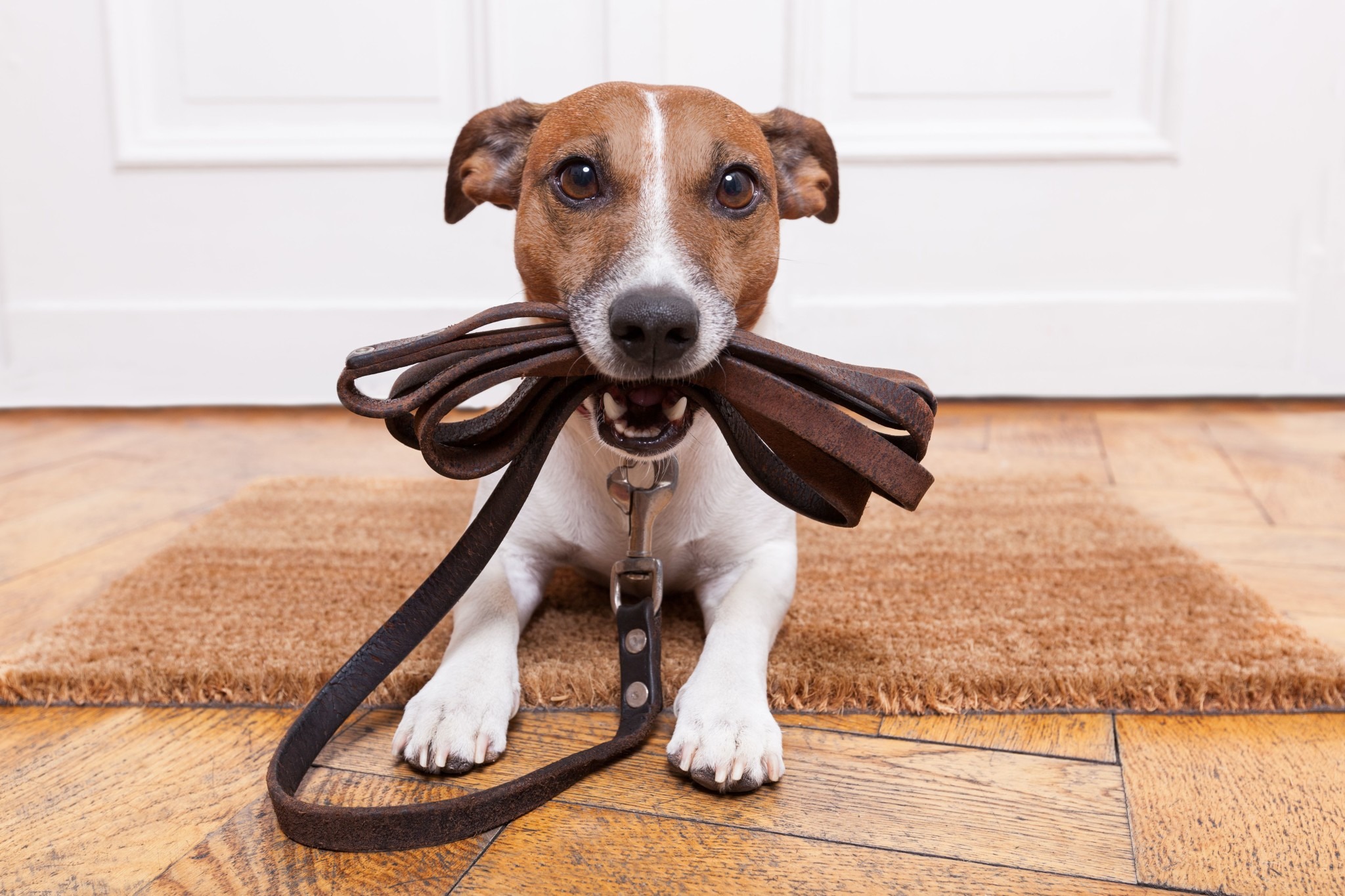allowing pets in rental property
